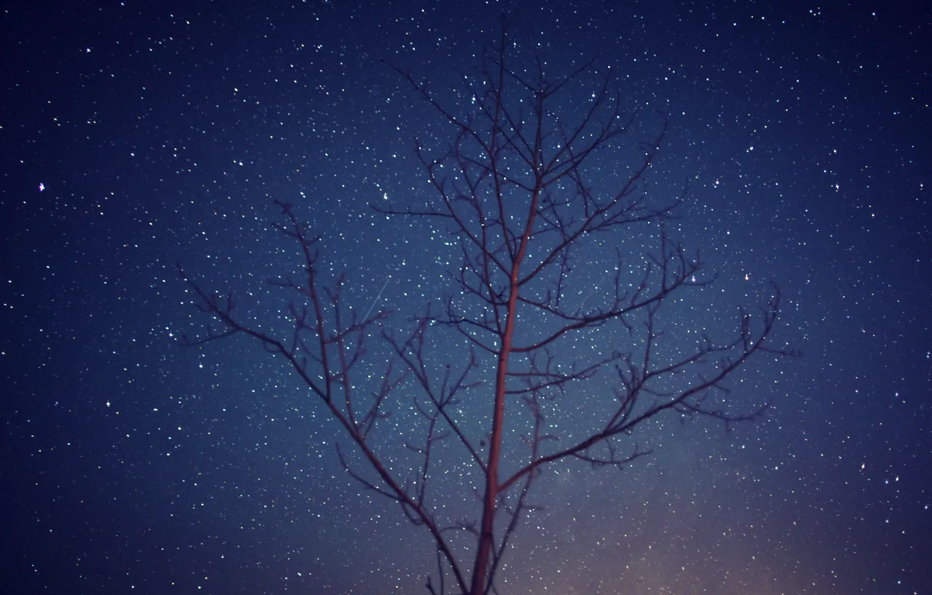 Photo wallpaper space, stars, trees, night, branch