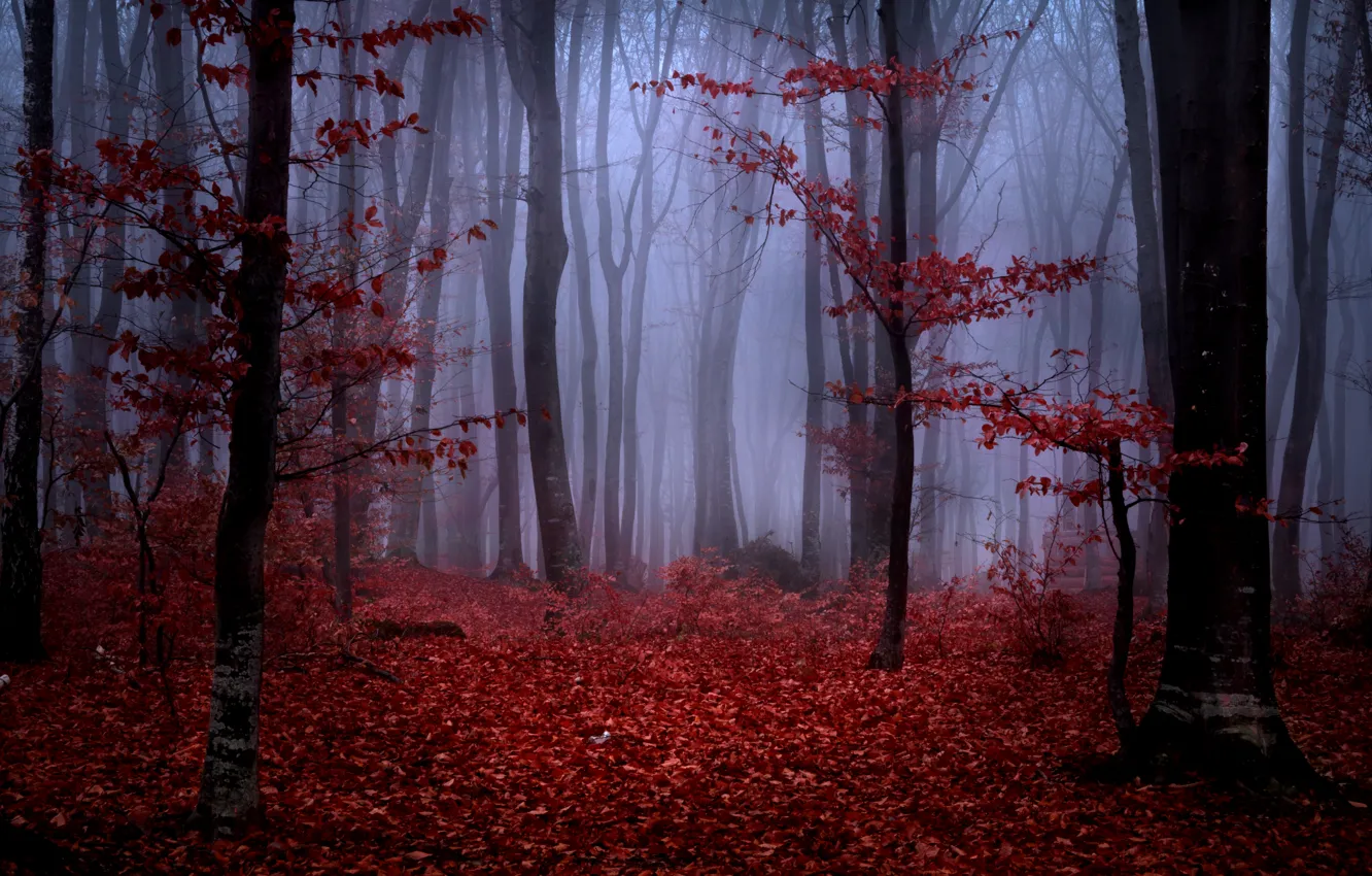 Photo wallpaper autumn, forest, leaves, trees, branches, nature, fog, red