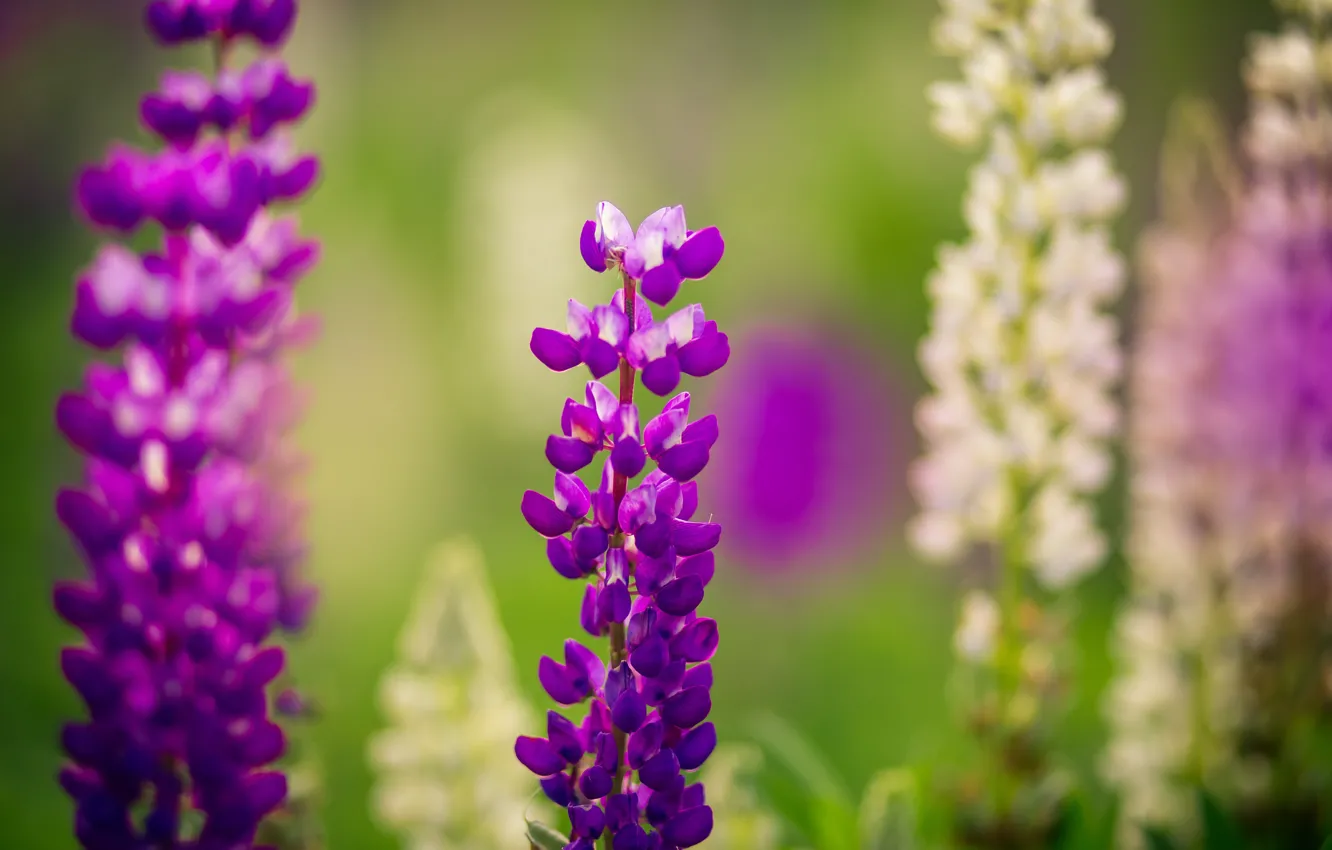 Photo wallpaper field, summer, grass, flowers, lupins