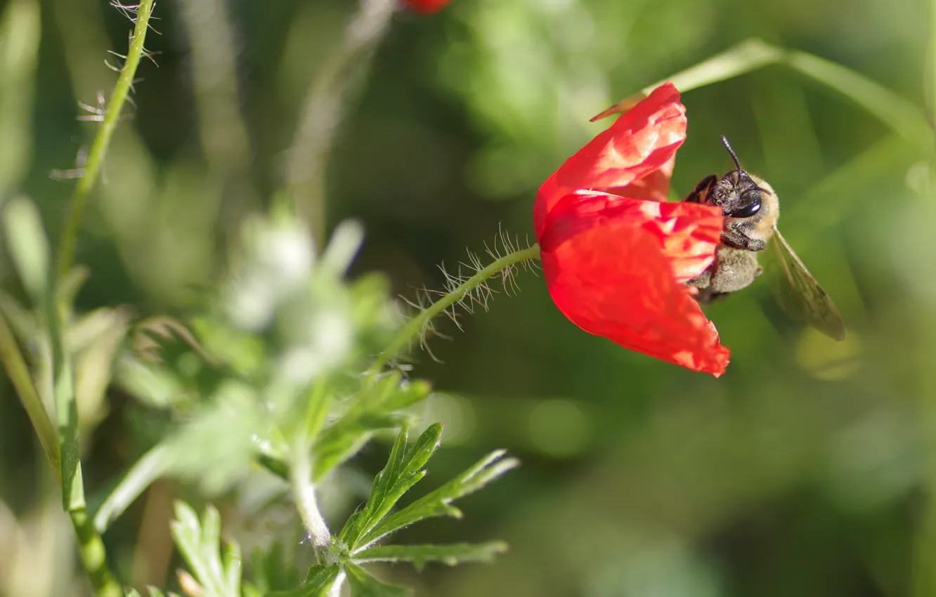 Photo wallpaper macro, bee, insect