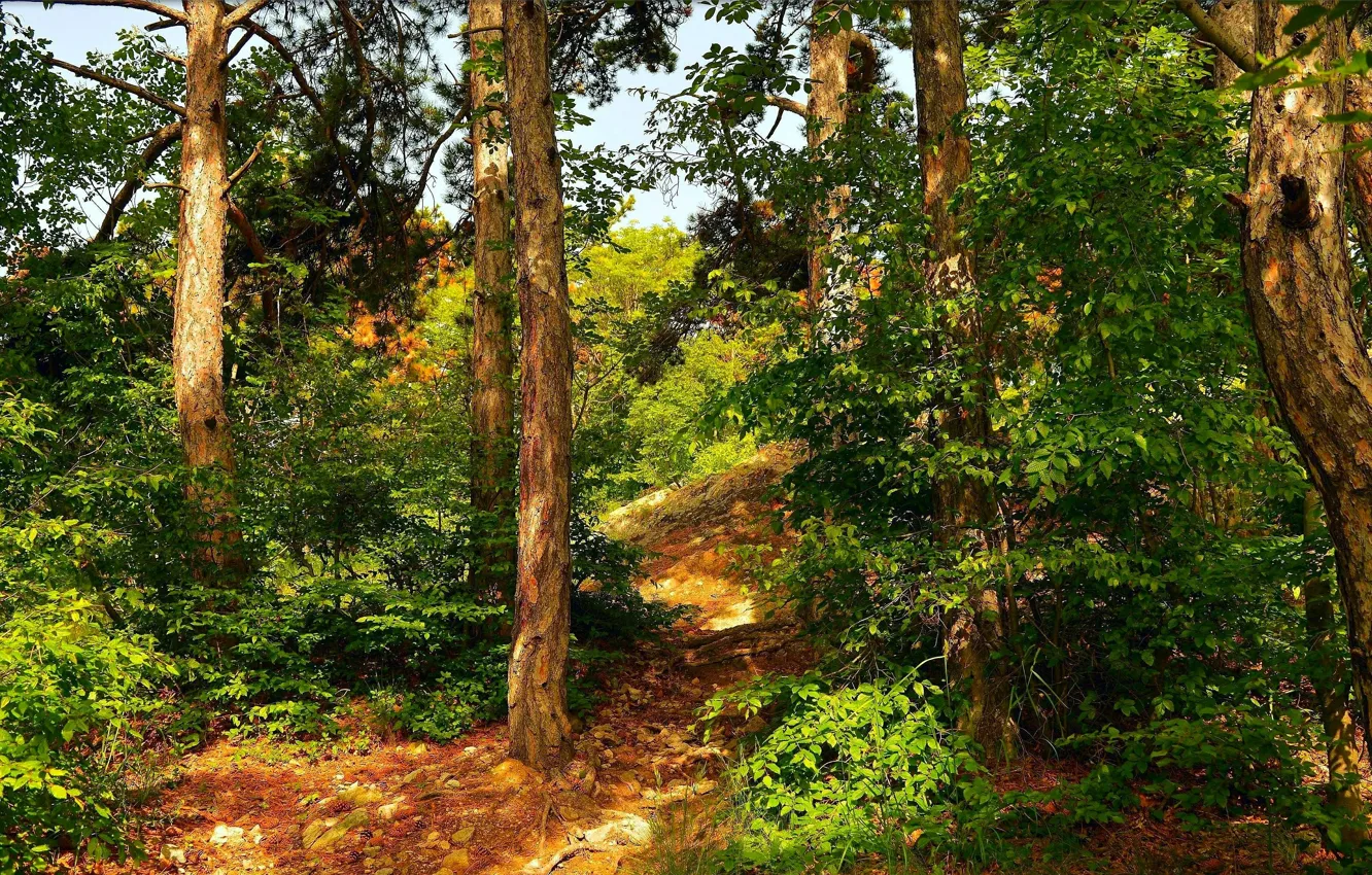 Photo wallpaper Nature, Path, Trees, Forest, Nature, Forest, Trees