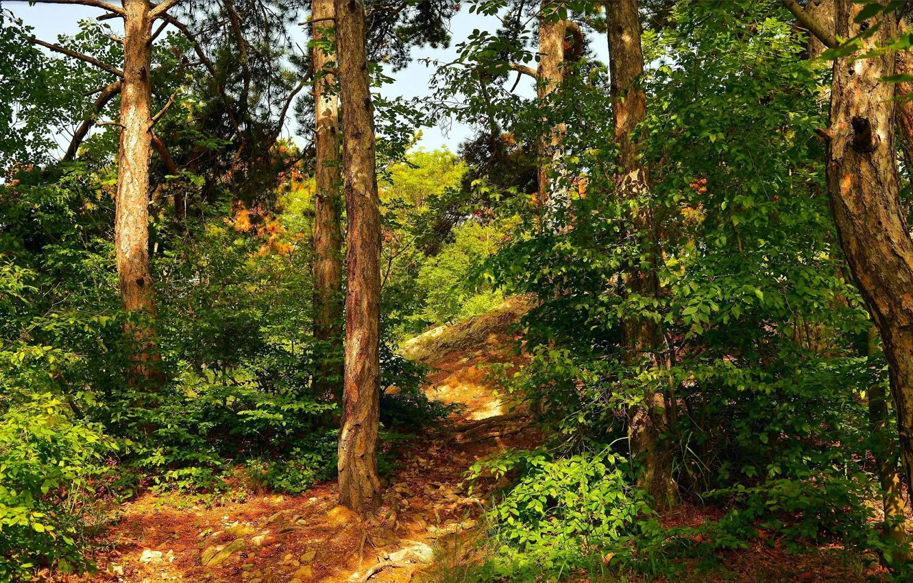 Photo wallpaper forest, trees, nature, forest, path, trees, nature