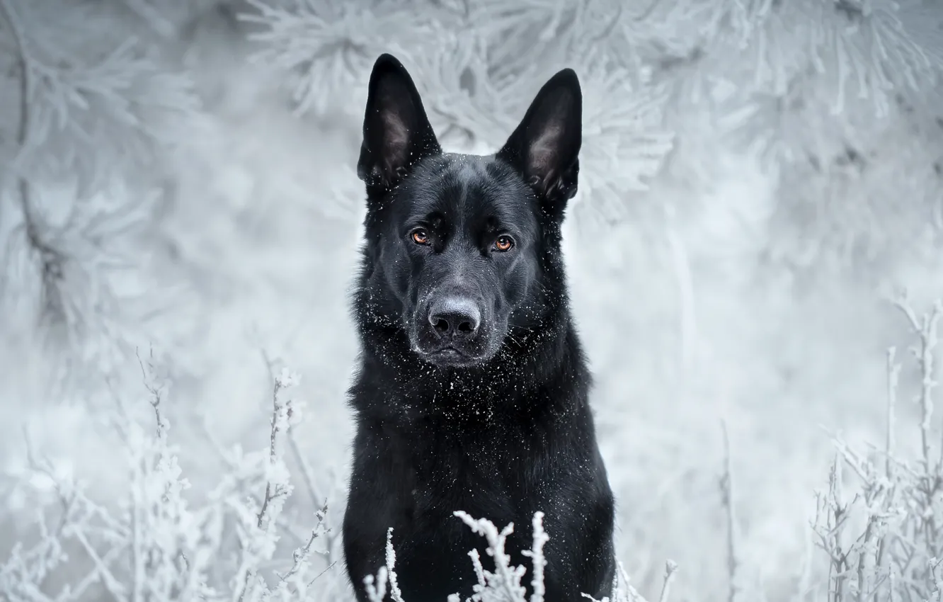 Photo wallpaper frost, look, face, branches, dog, black, German shepherd