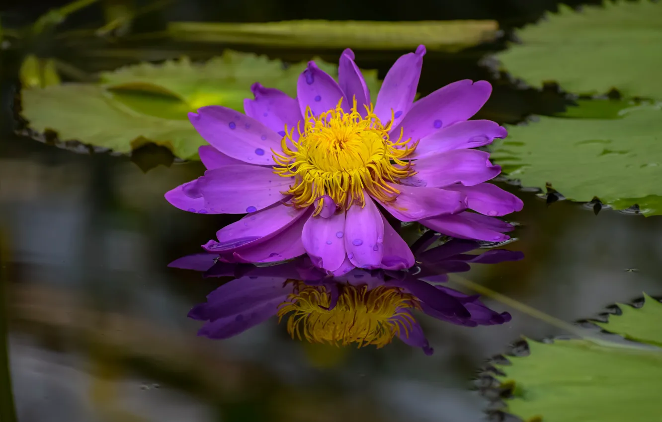 Photo wallpaper flower, leaves, water, reflection, pink, pond, lilac, Nymphaeum