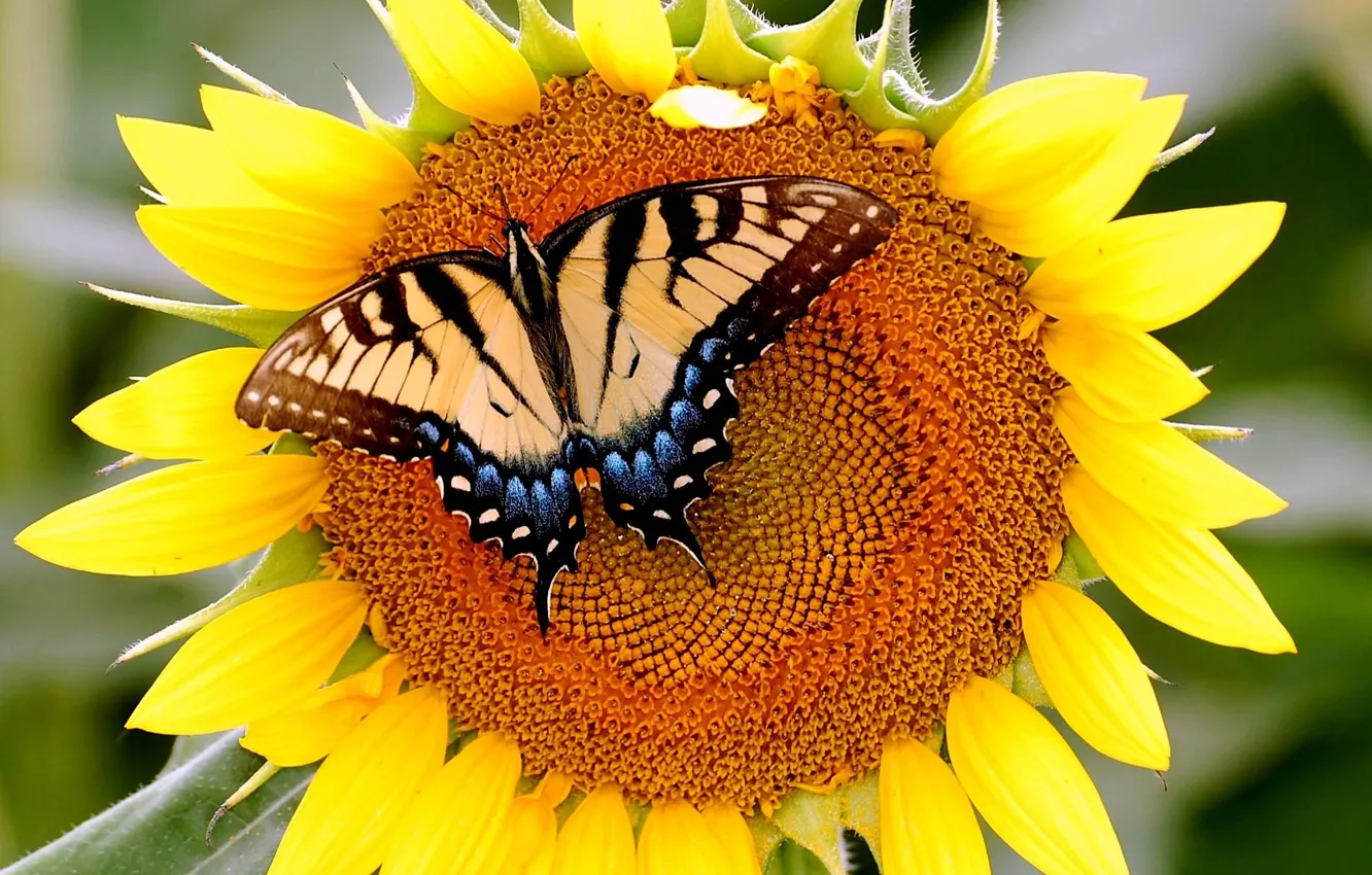 Photo wallpaper butterfly, sunflower, mahoon