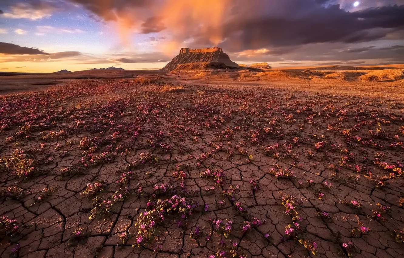Photo wallpaper flowers, nature, desert, mountain