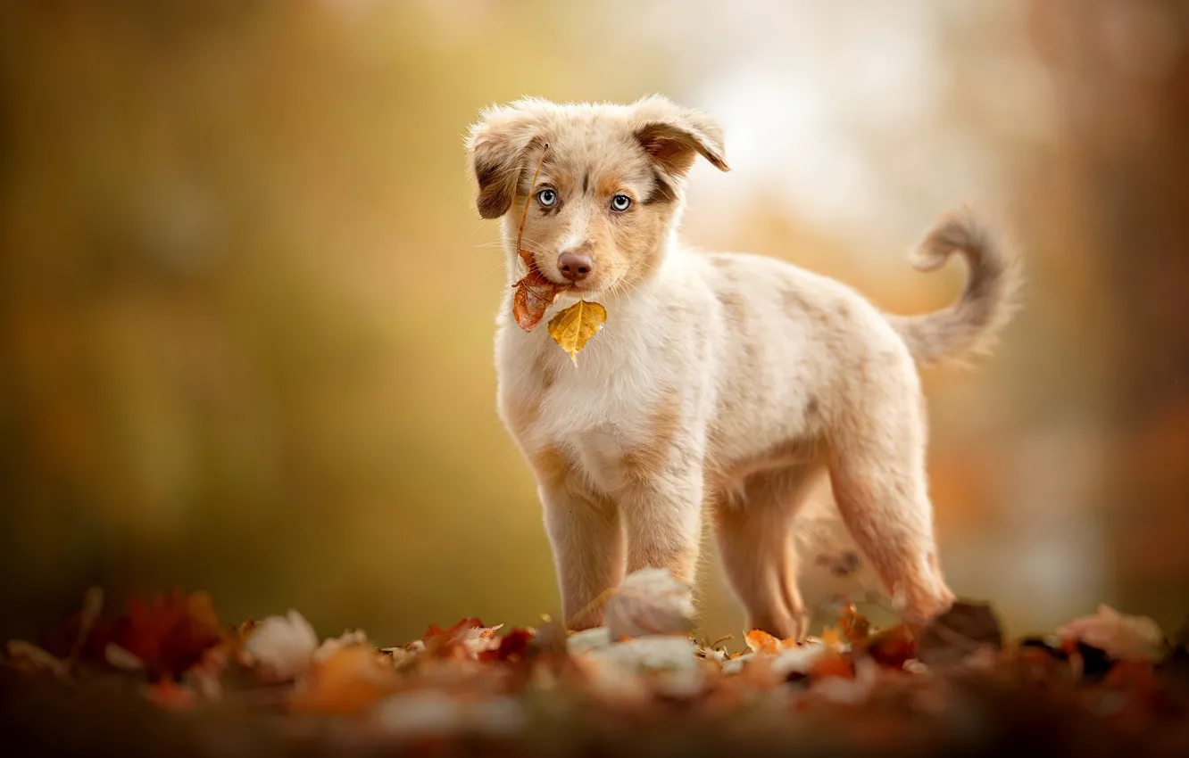 Photo wallpaper autumn, look, leaves, background, dog, baby, puppy, Australian shepherd