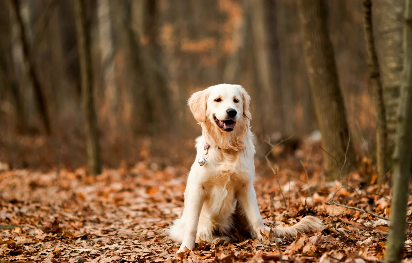 Photo wallpaper look, nature, pose, dog, face, Retriever