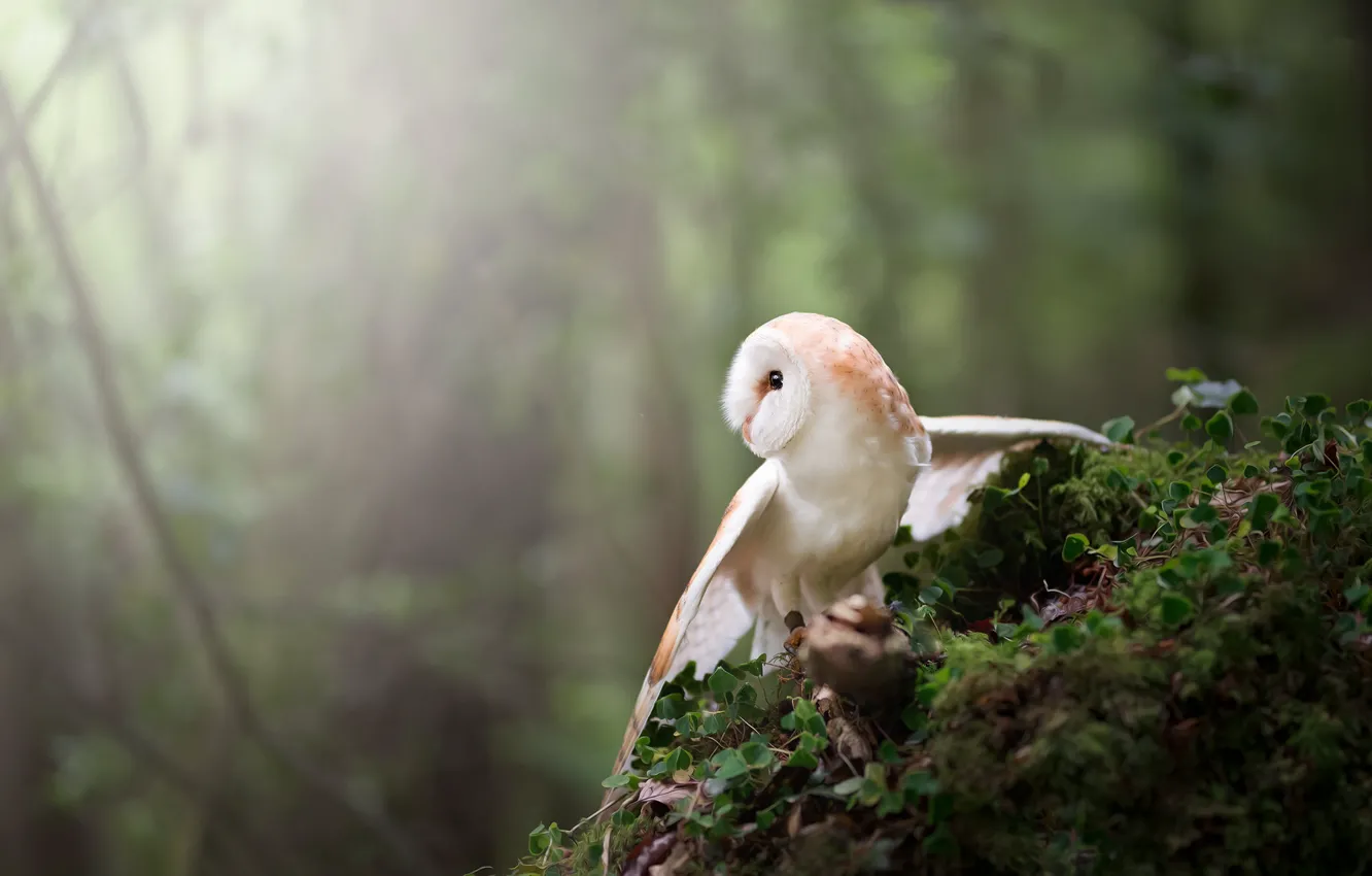 Photo wallpaper forest, look, branches, pose, owl, bird, wings, plants