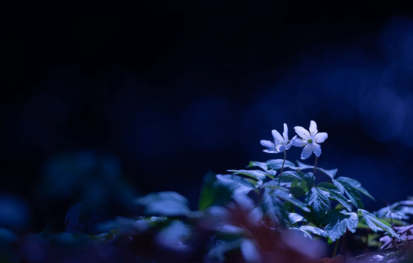 Photo wallpaper leaves, light, flowers, blue, the dark background, glade, spring, white