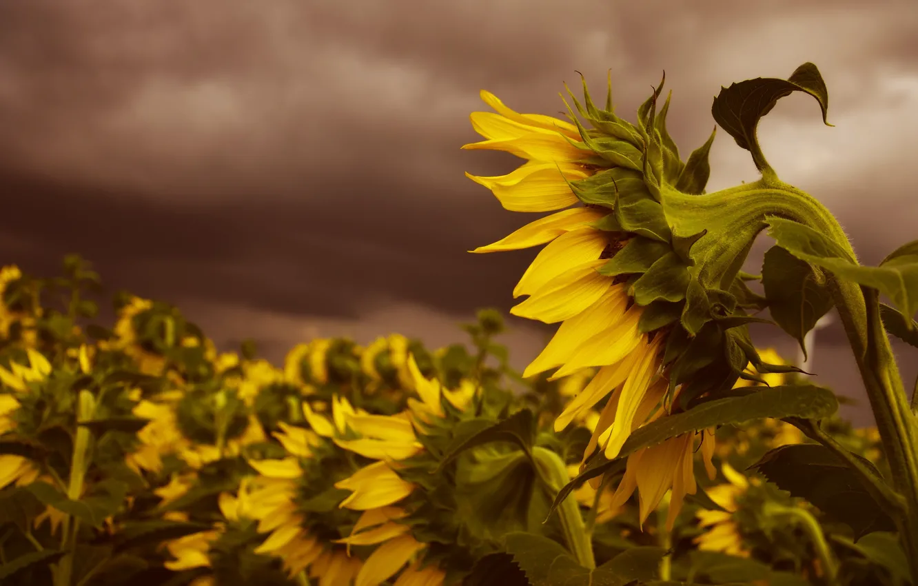Photo wallpaper field, summer, the sky, sunflowers, flowers, yellow, clouds, a lot