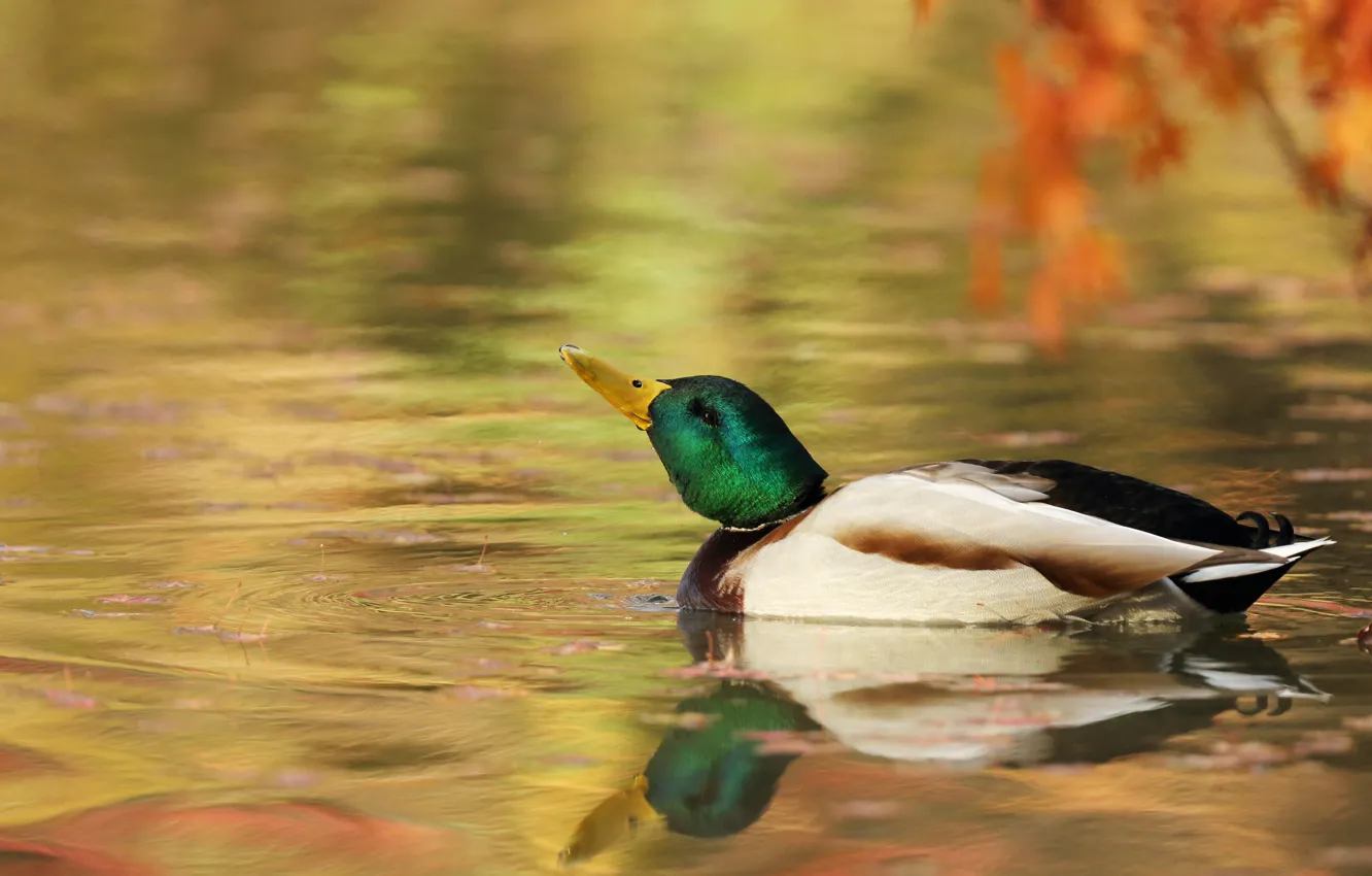 Photo wallpaper branches, duck, reflection, swimming, leaves, pond, bird