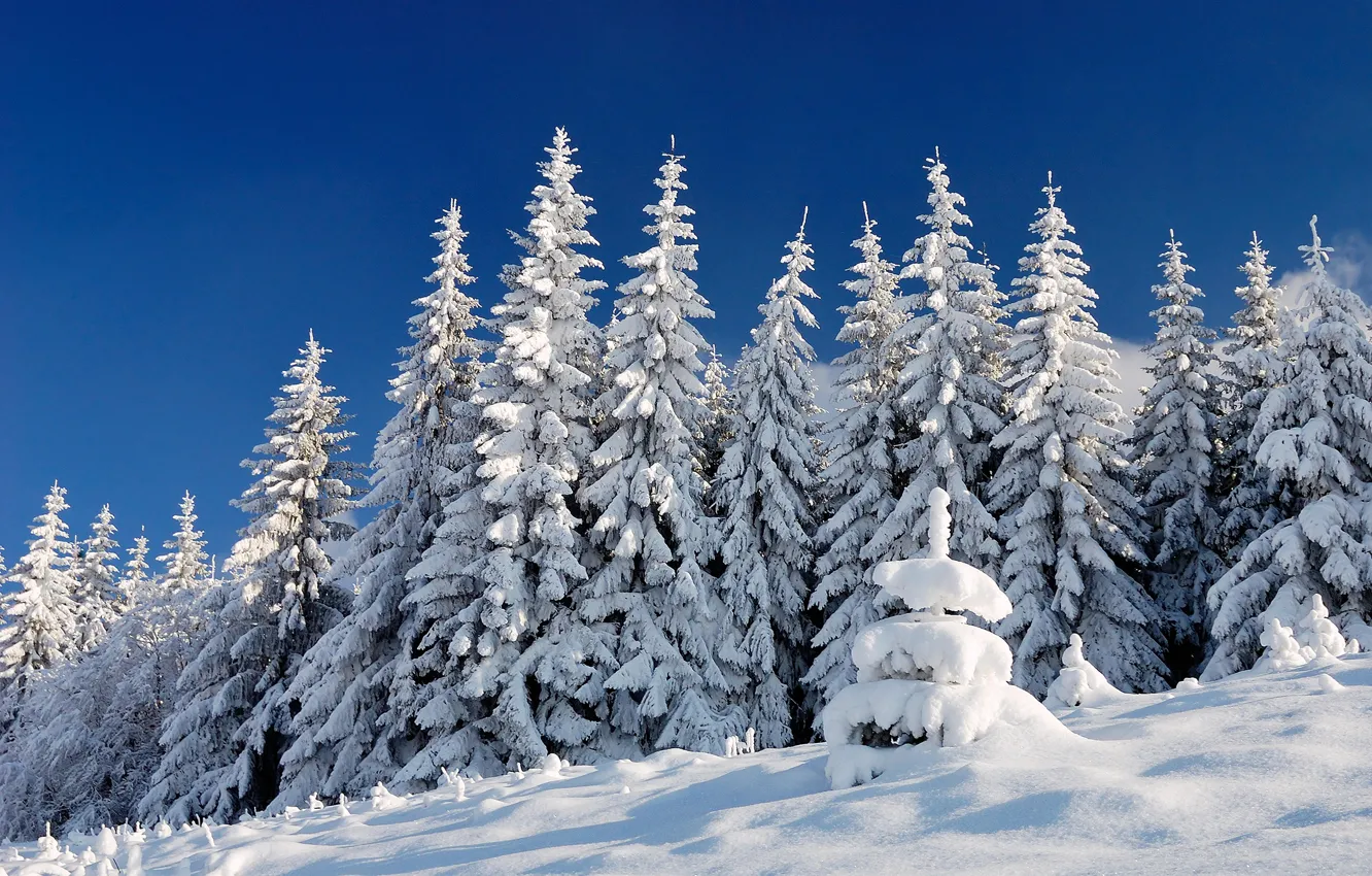 Photo wallpaper winter, forest, the sky, light, snow, nature, blue, in the snow