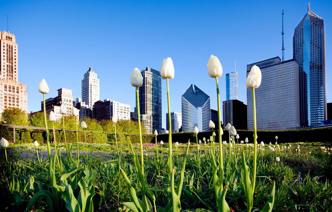 Photo wallpaper summer, grass, flowers, Park, building, skyscrapers, Chicago, Chicago