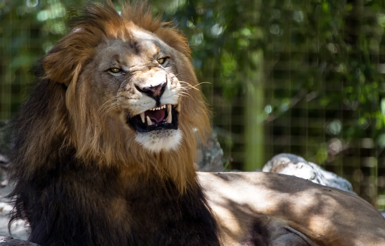 Photo wallpaper greens, Leo, cell, roar