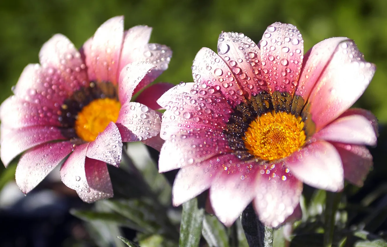 Photo wallpaper grass, nature, Rosa, morning, petals, stem