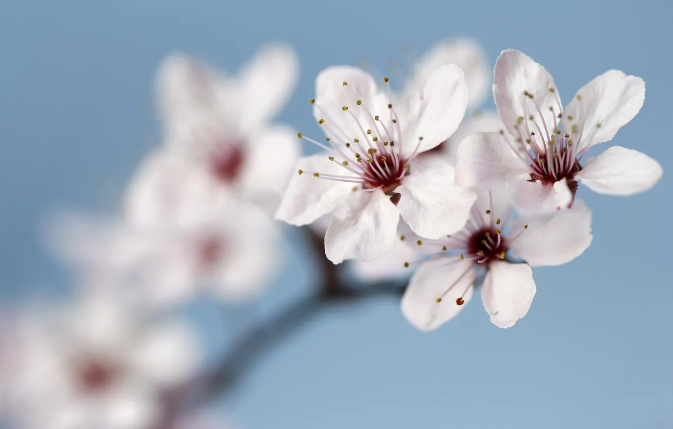 Photo wallpaper nature, background, Apple