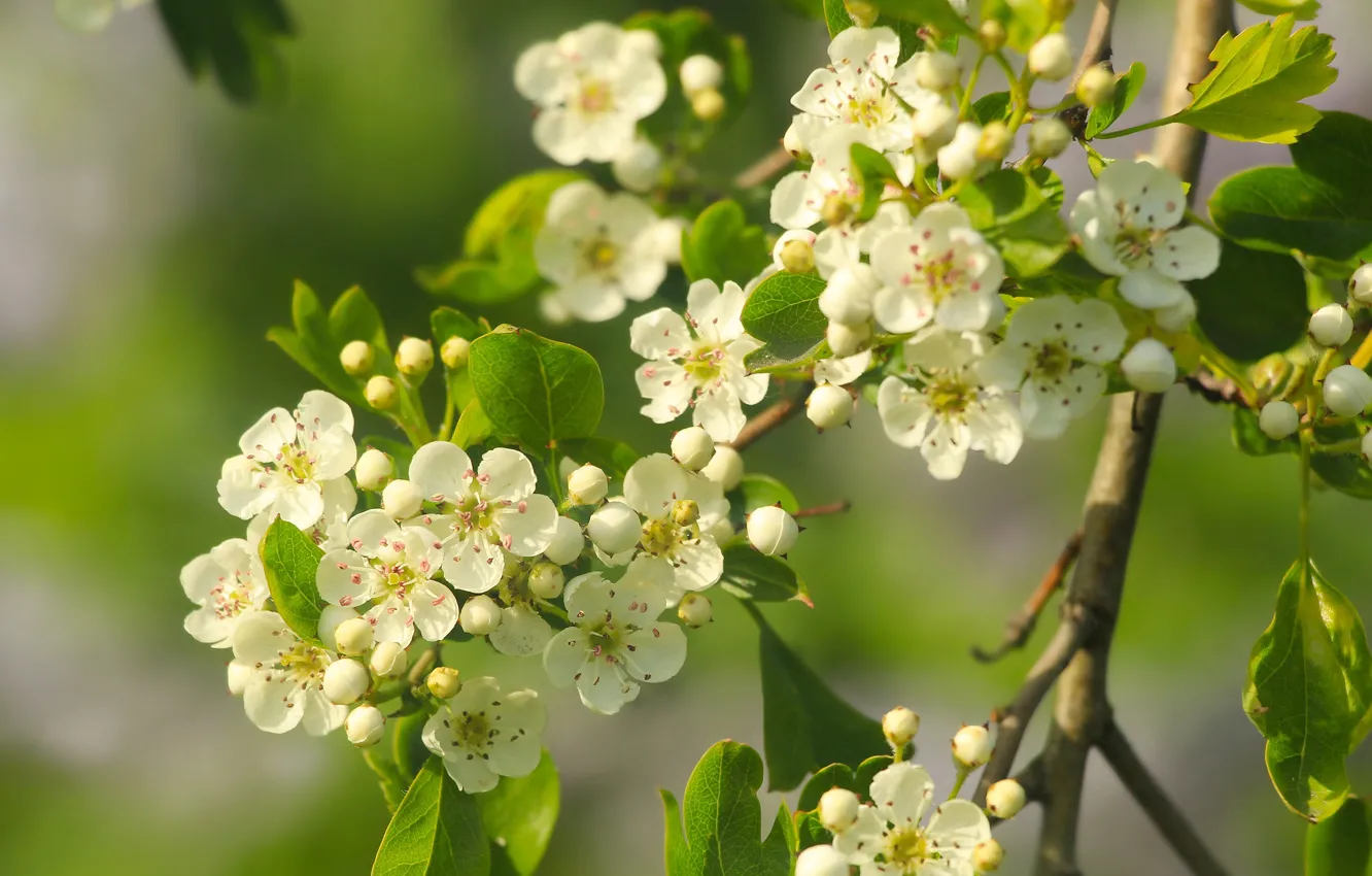 Photo wallpaper white, flower, spring, bloom, twig