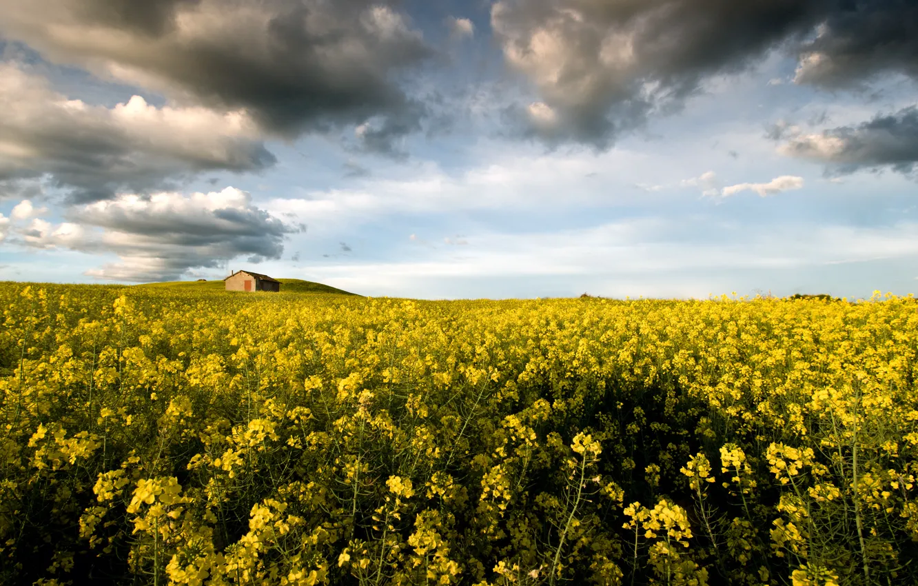 Photo wallpaper flowers, Italy, Italy, flowers, Lazio, Lazio, Montalto di Castro, Montalto di Castro
