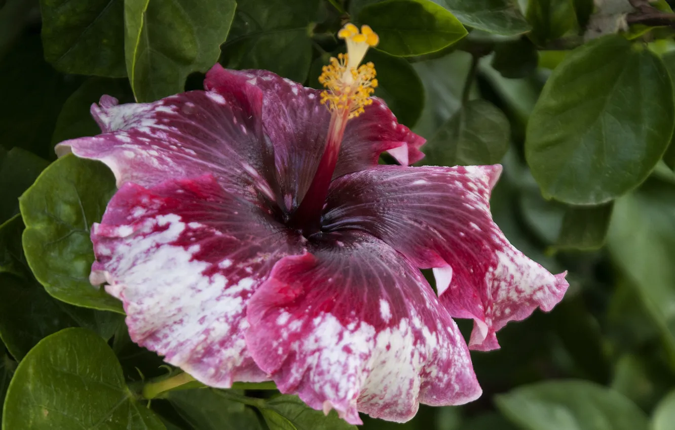 Photo wallpaper macro, hibiscus, motley