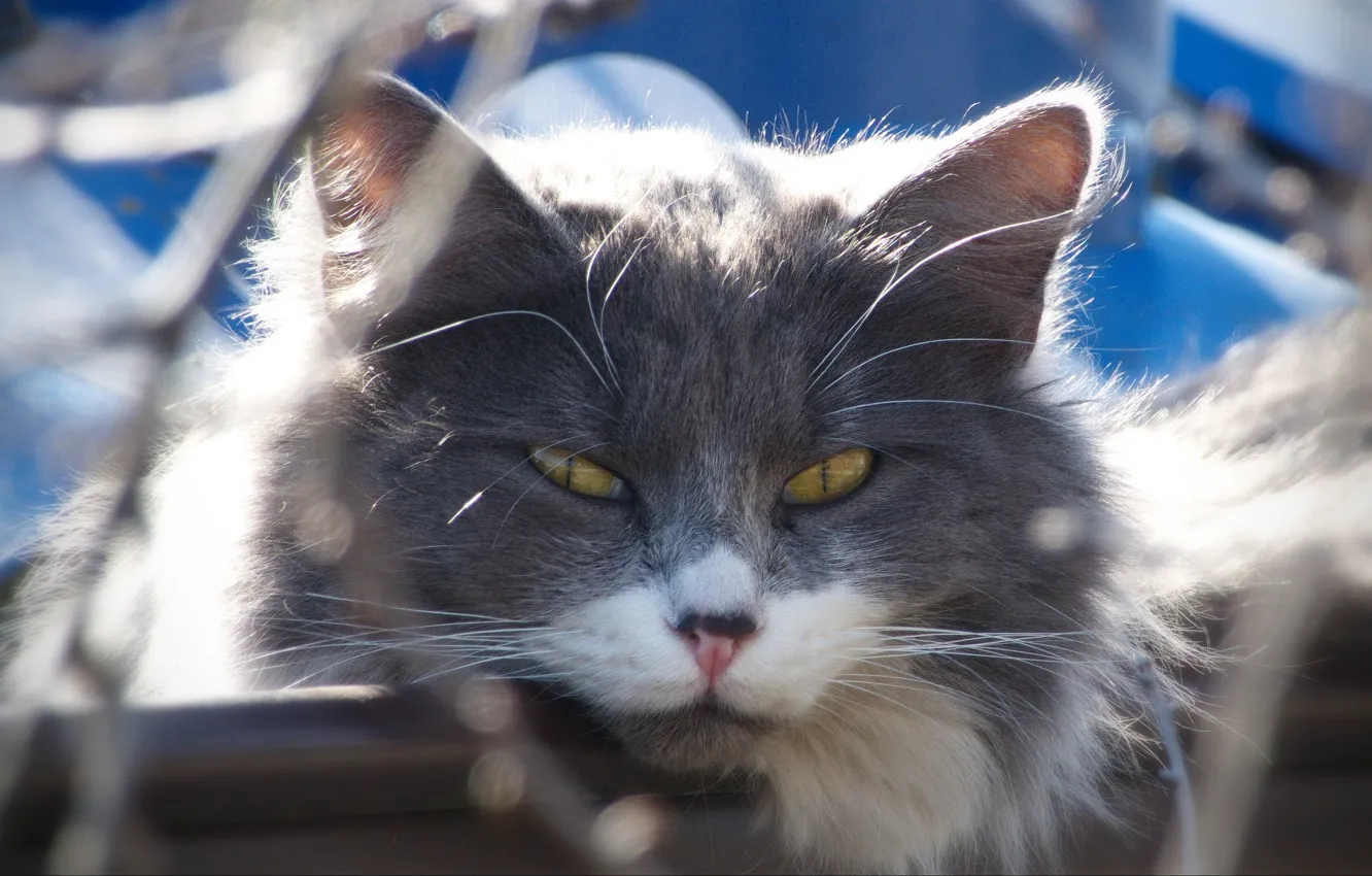 Photo wallpaper cat, beautiful, Shura