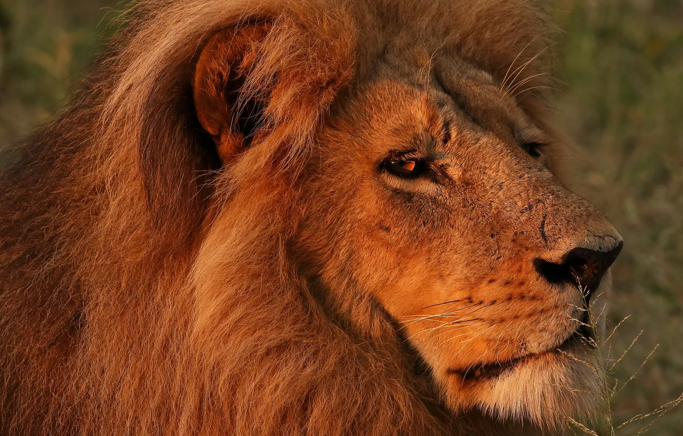 Photo wallpaper eyes, look, face, light, close-up, background, portrait, Leo