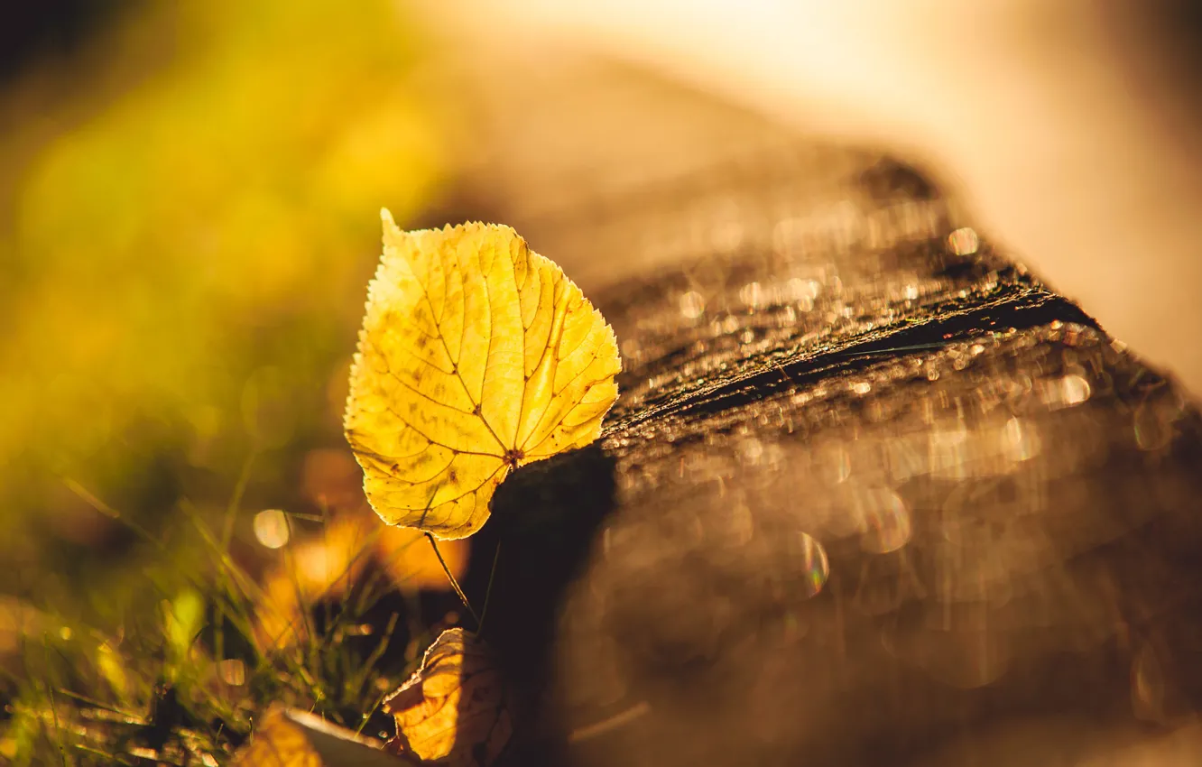 Photo wallpaper autumn, grass, macro, glare, yellow, blur, leaf