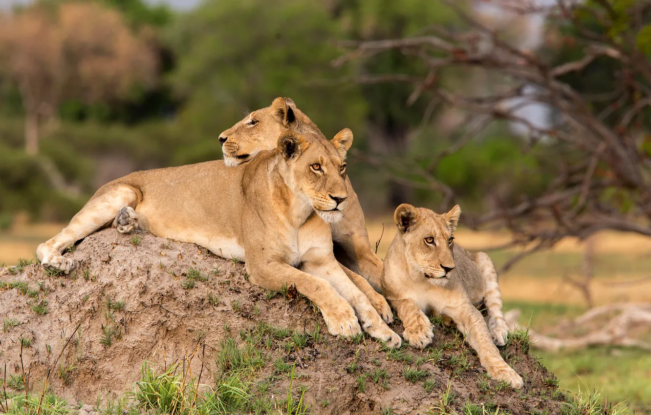 Photo wallpaper stay, wool, tail, color, lioness