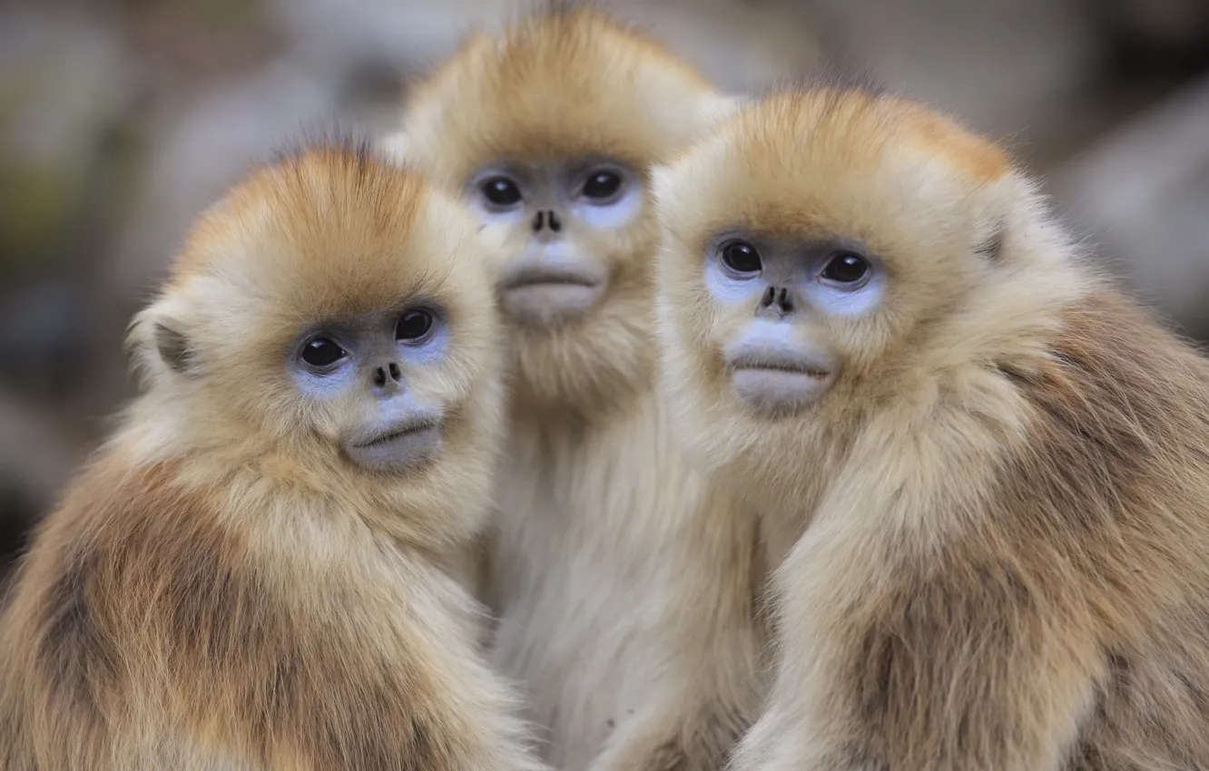 Photo wallpaper monkey, monkeys, trio
