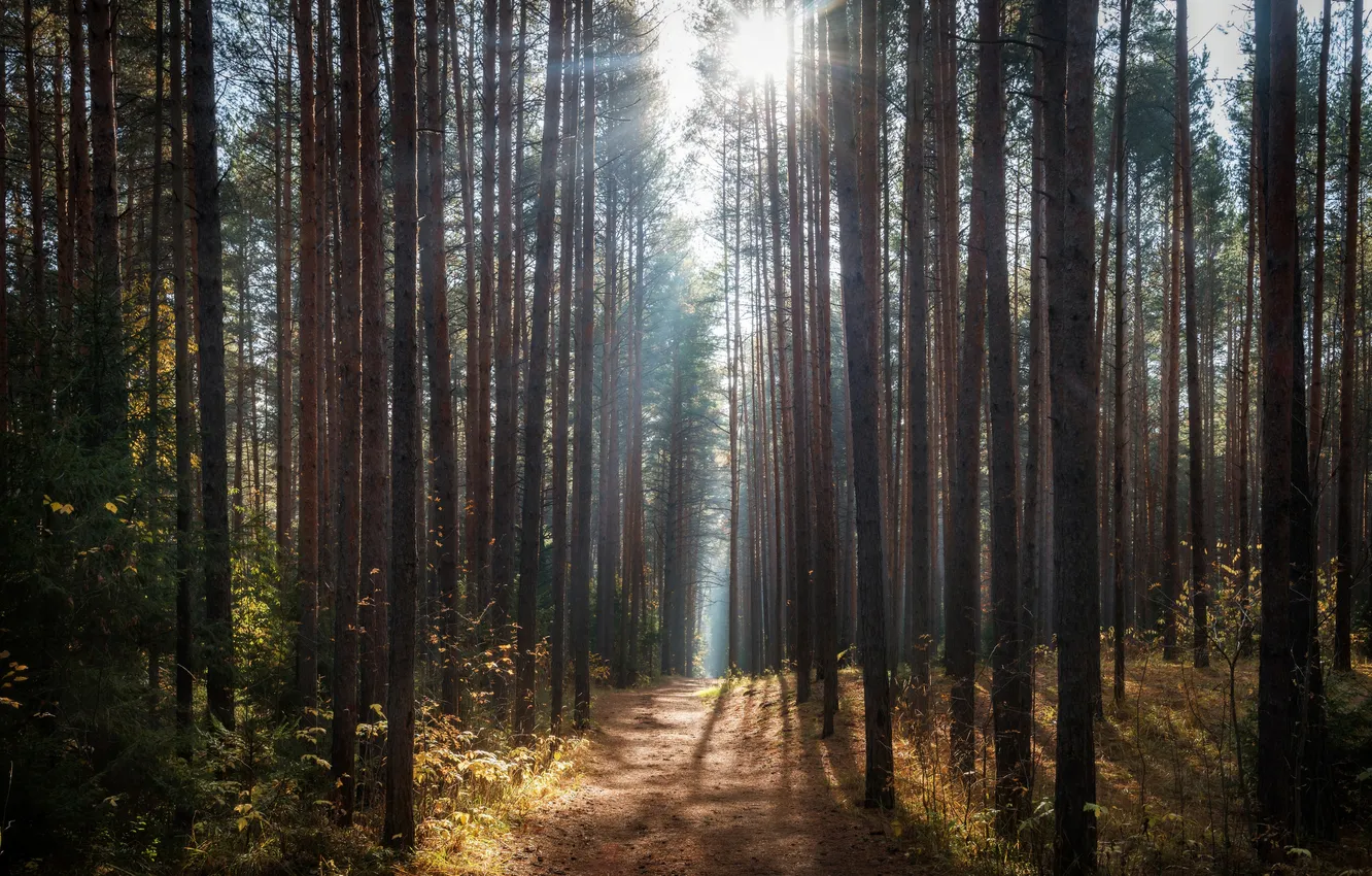 Photo wallpaper road, forest, the sun, rays, light, trees, branches, nature
