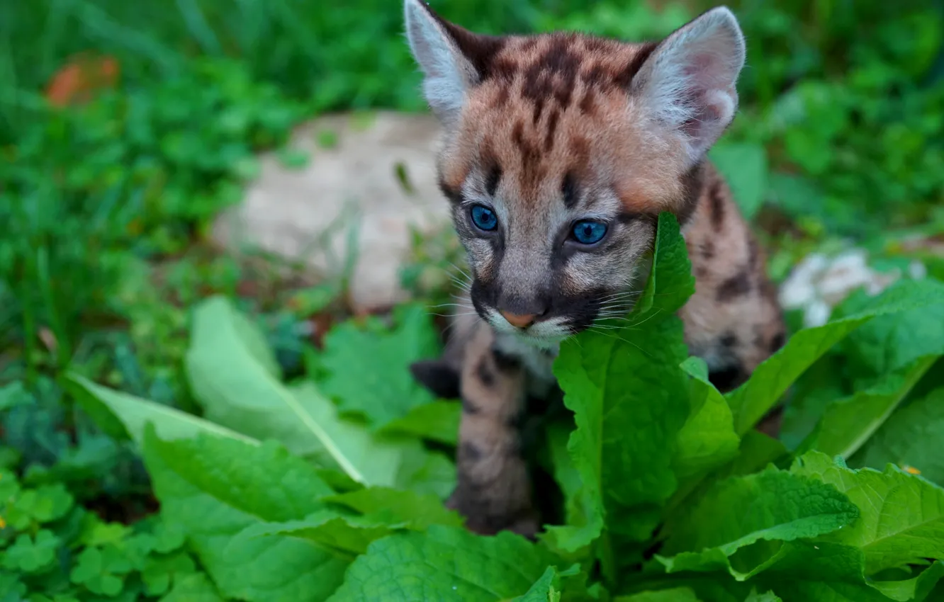 Photo wallpaper grass, leaves, nature, animal, predator, cub, Puma