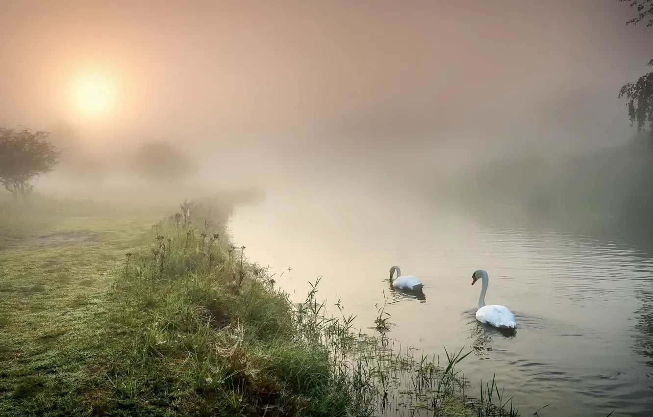 Photo wallpaper fog, river, swans