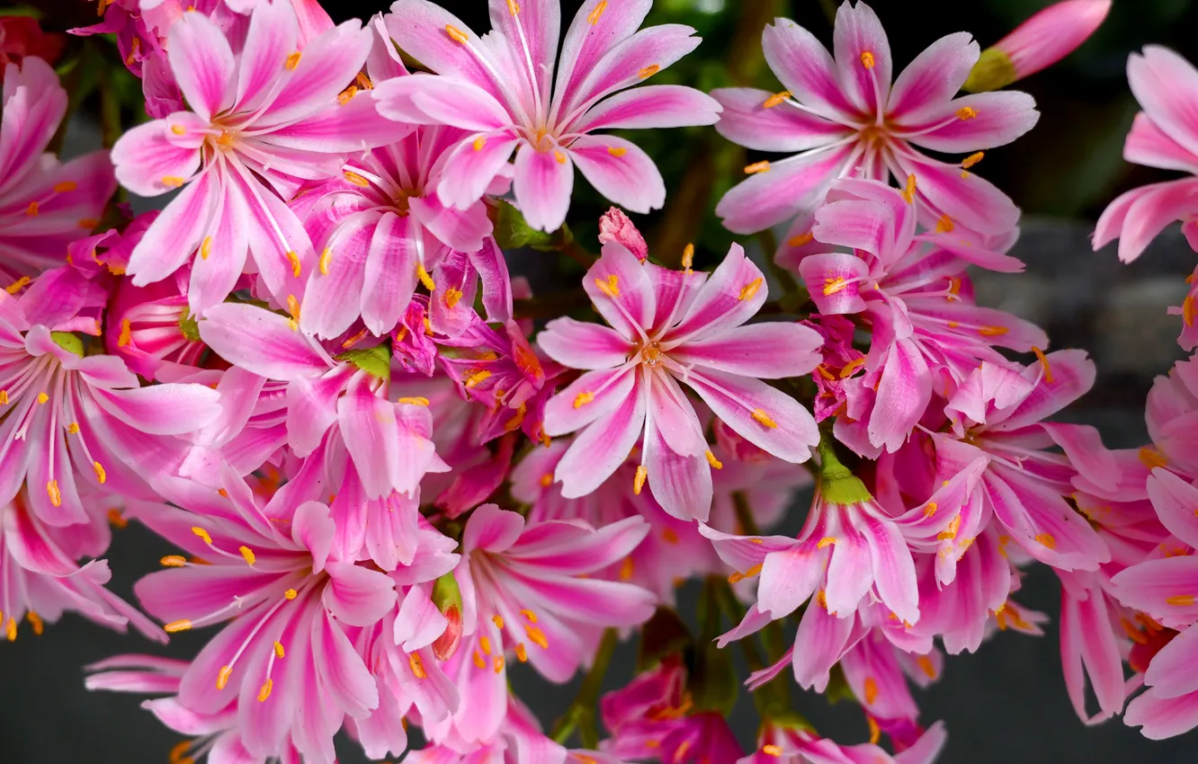 Photo wallpaper petals, pink, Leviziya