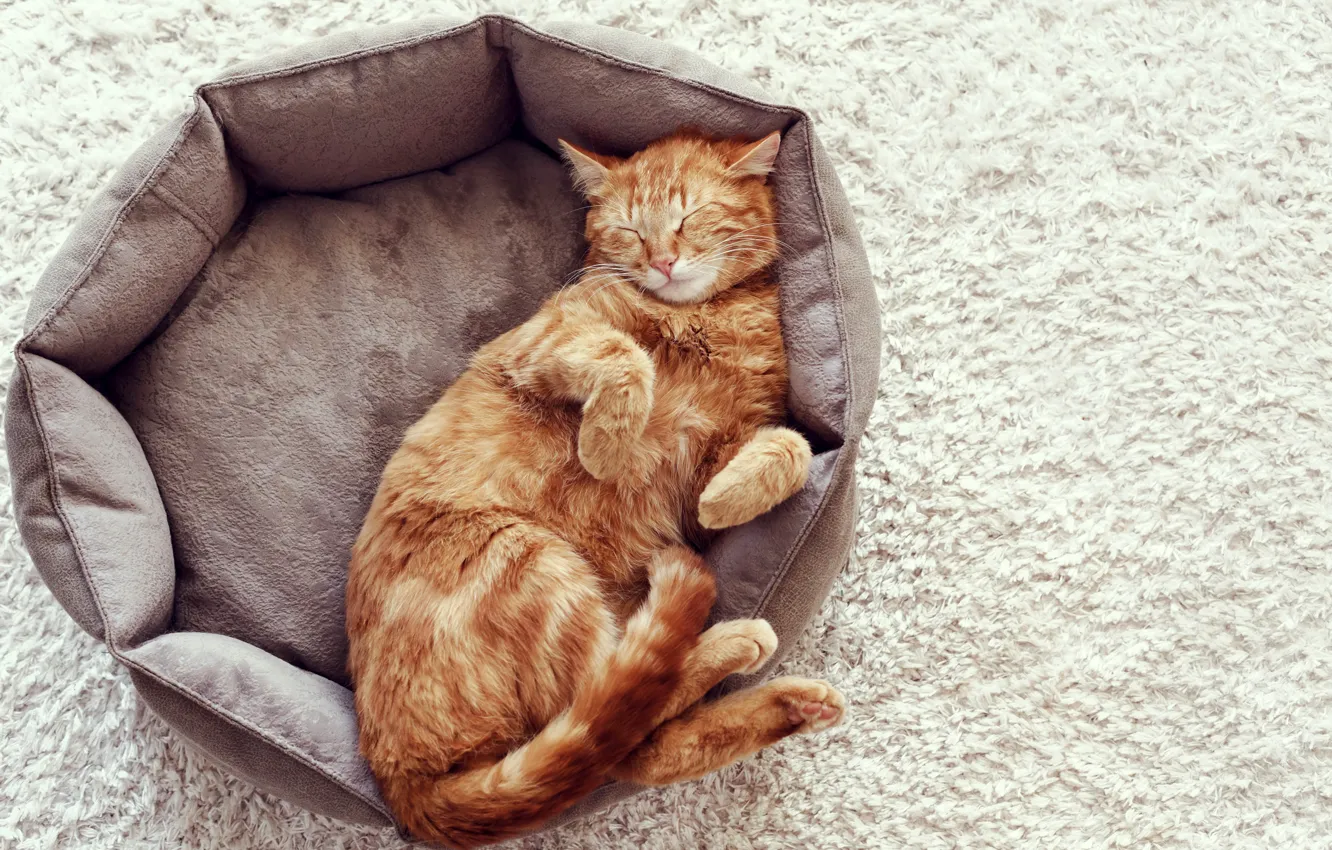 Photo wallpaper cat, carpet, red, sleeping, lies