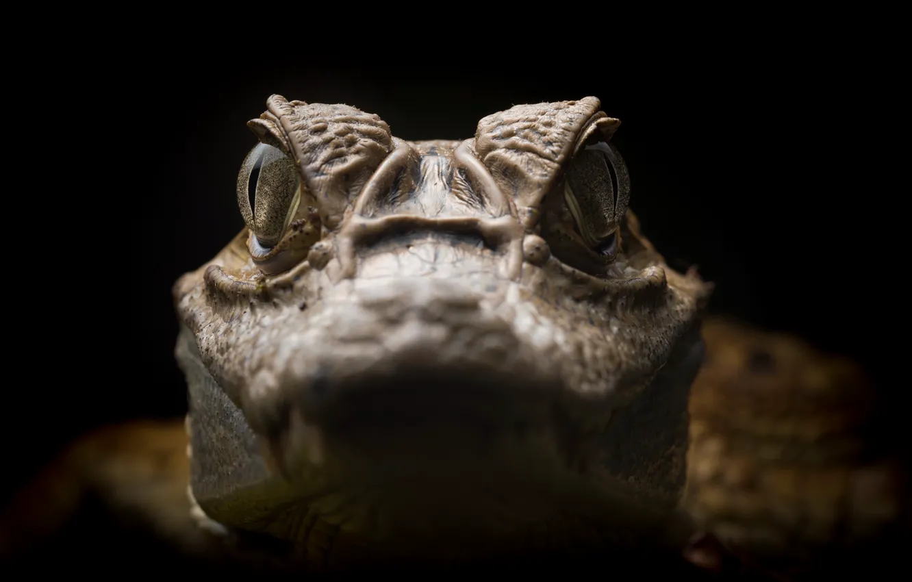 Photo wallpaper nature, Caiman crocodilus, Spectacled caiman