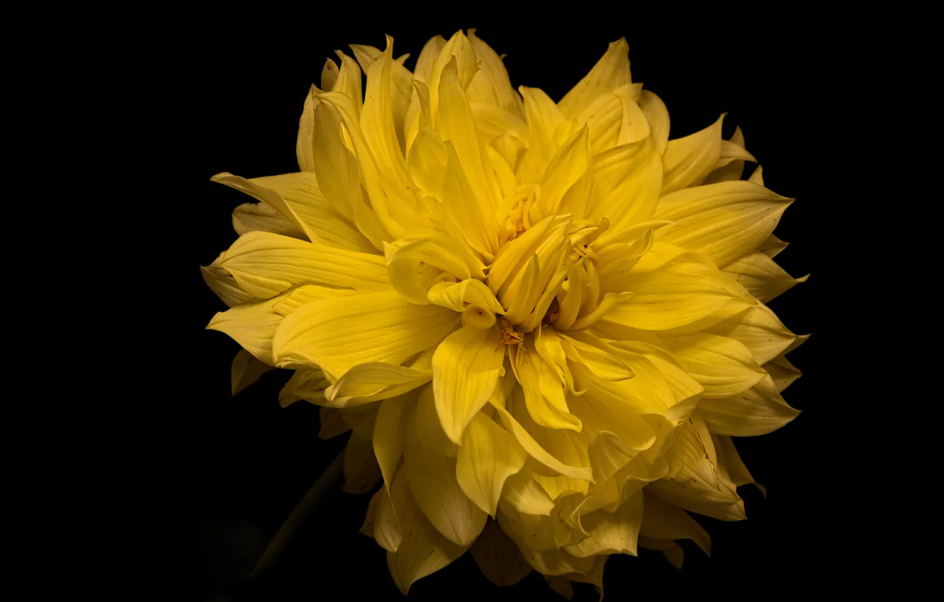 Photo wallpaper flower, the dark background, Dahlia