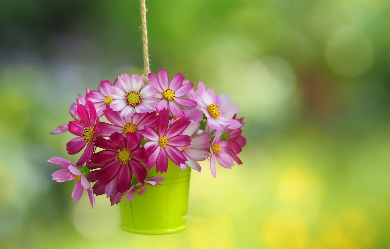 Photo wallpaper summer, flowers, background