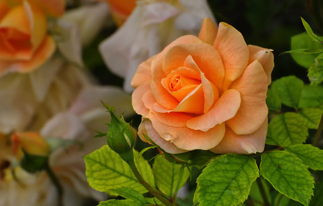 Photo wallpaper leaves, macro, flowers, orange, roses, garden, buds, bokeh