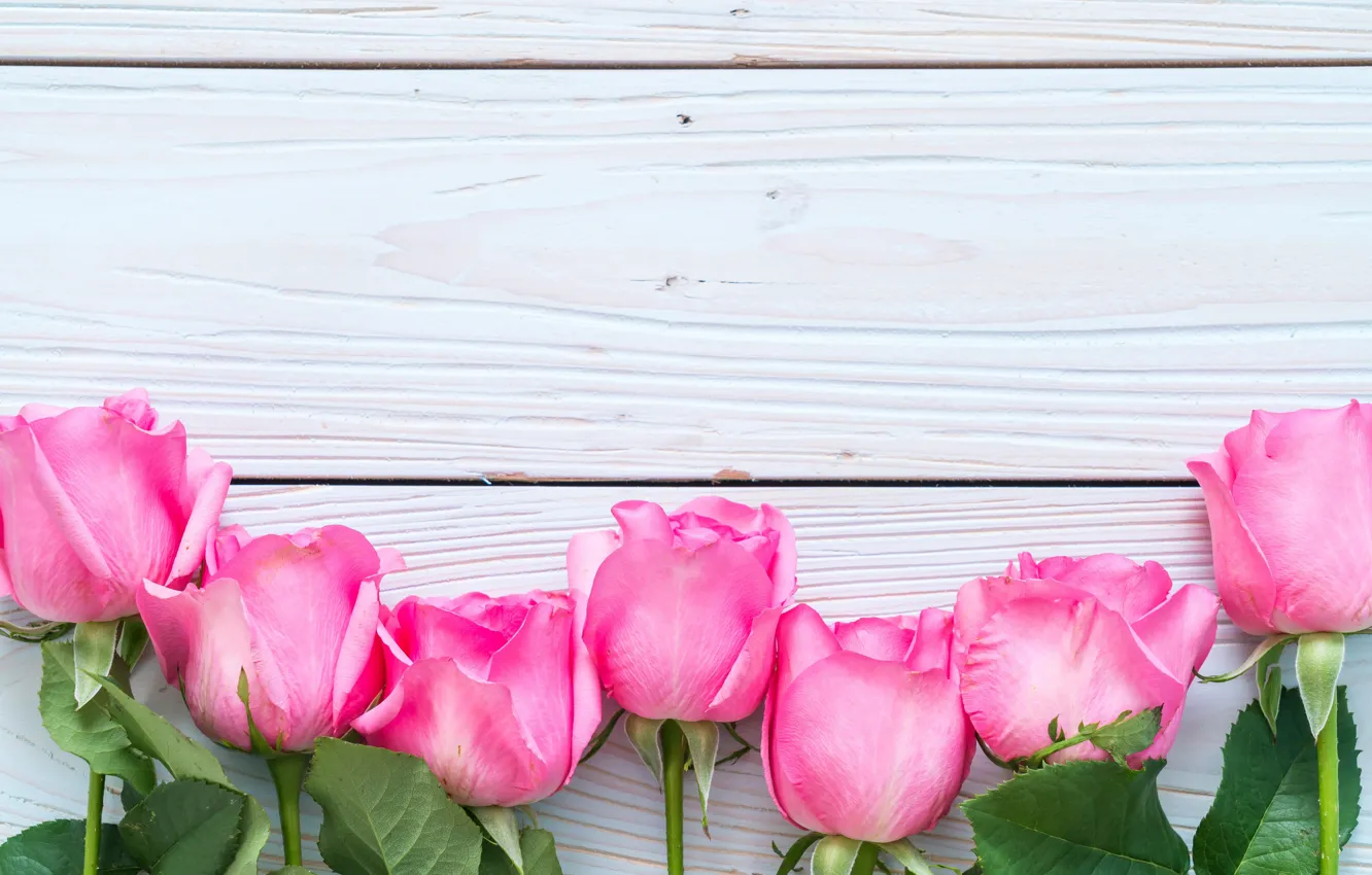 Photo wallpaper flowers, roses, pink, fresh, wood, pink, flowers, roses