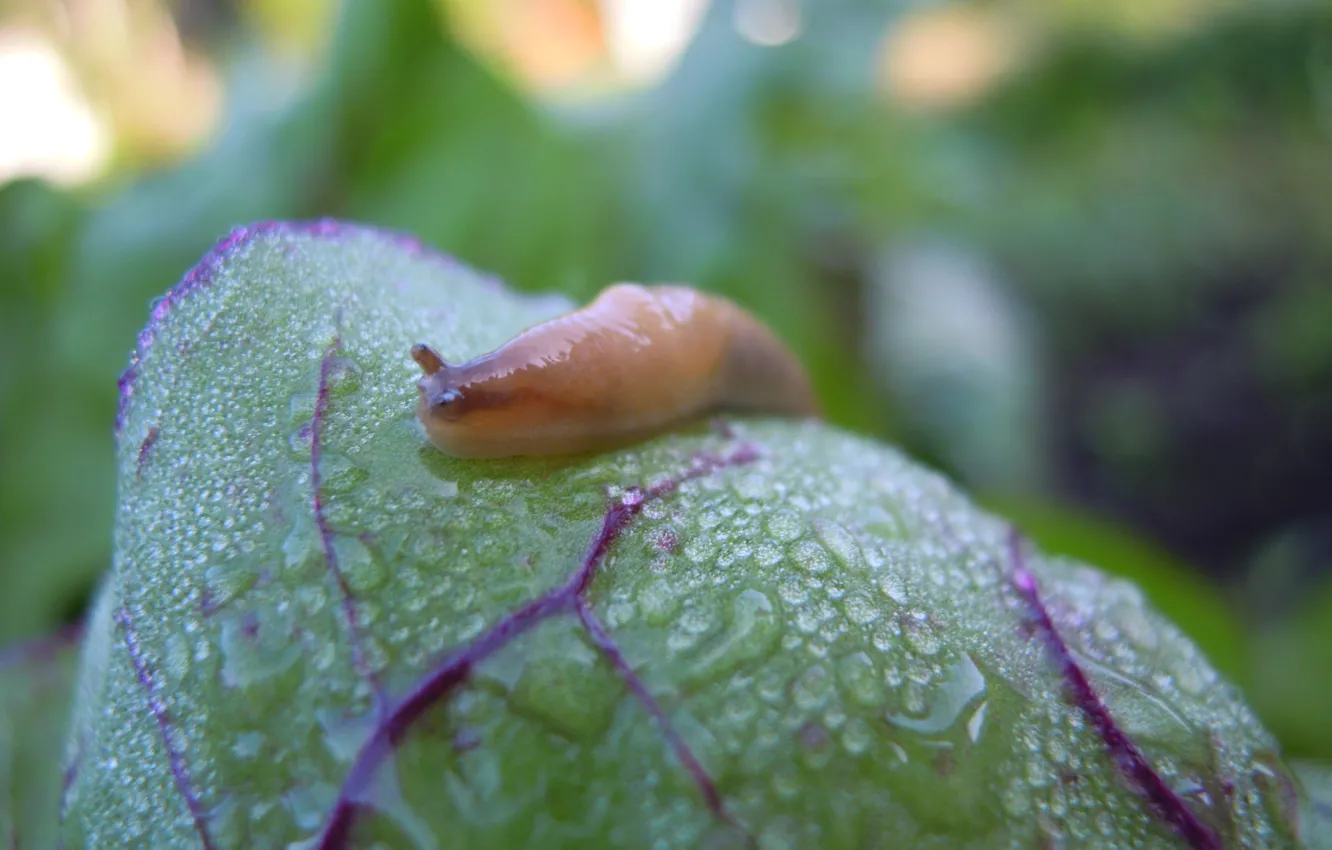 Photo wallpaper Rosa, snail, slug