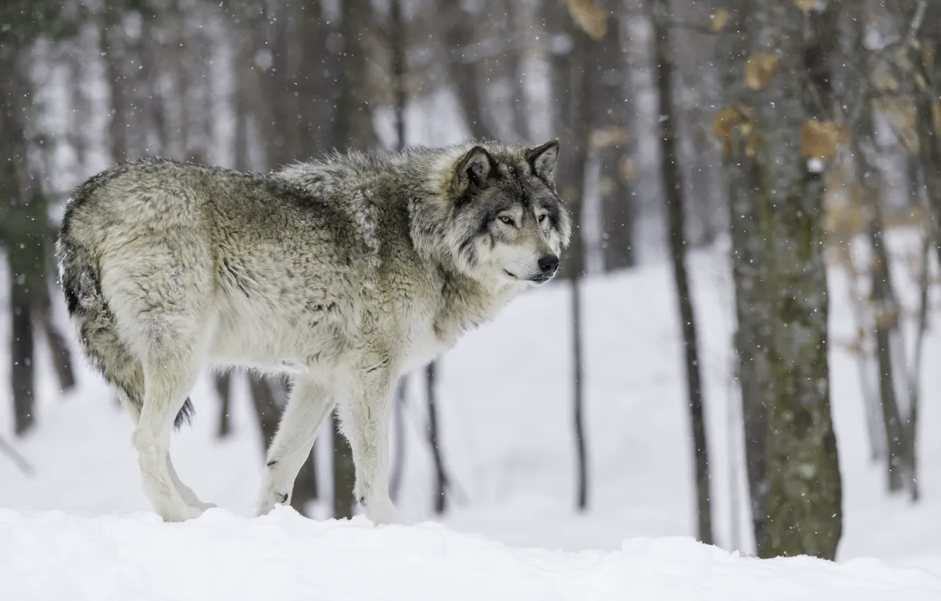 Photo wallpaper winter, wolf, predator