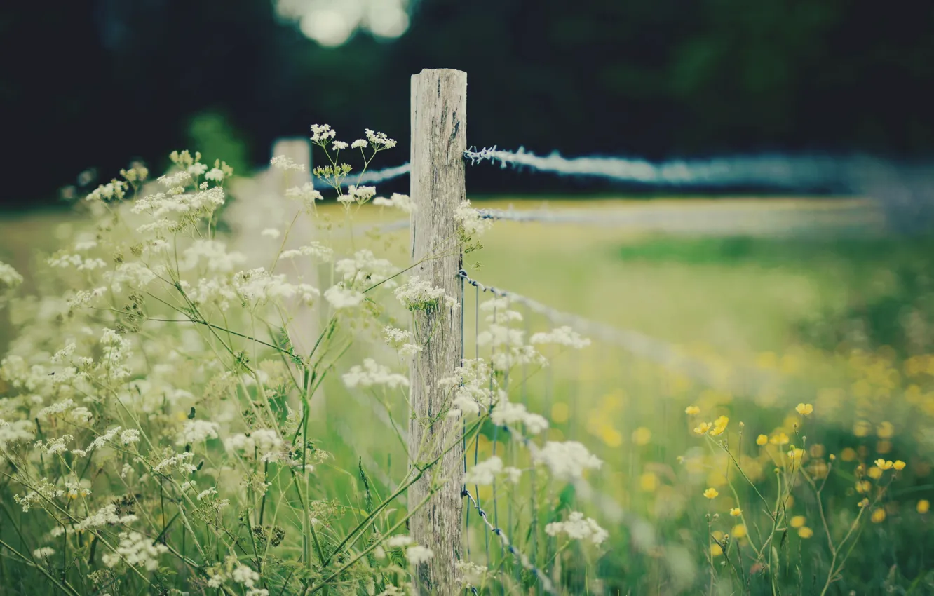 Photo wallpaper field, macro, nature, the fence, grass