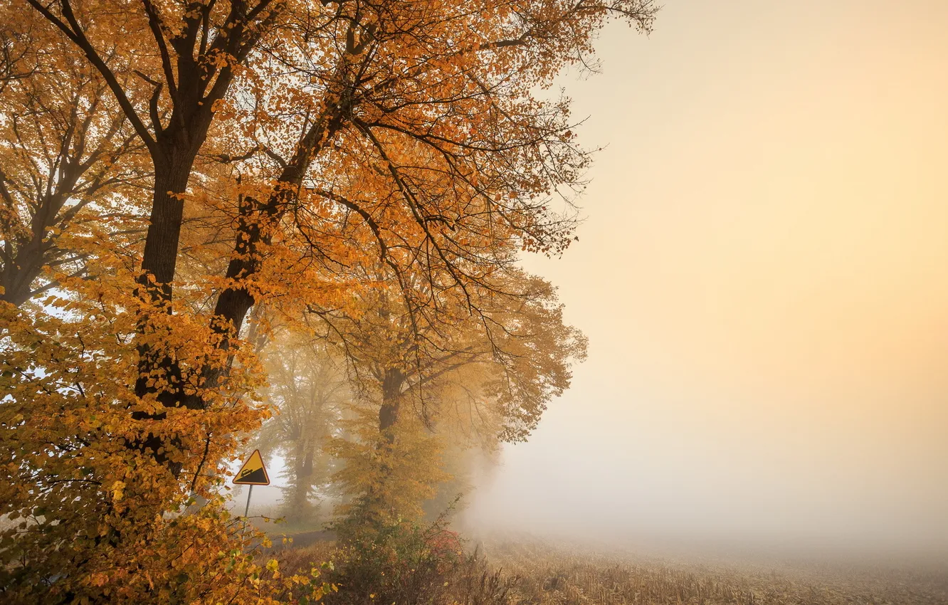 Photo wallpaper autumn, morning, foggy