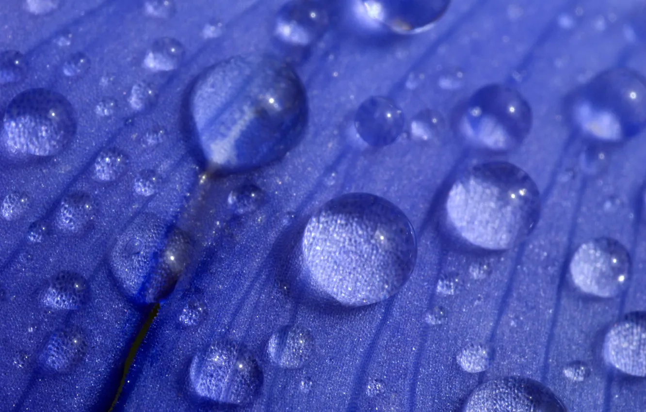 Photo wallpaper water, drops, flowers, blue, petals, large