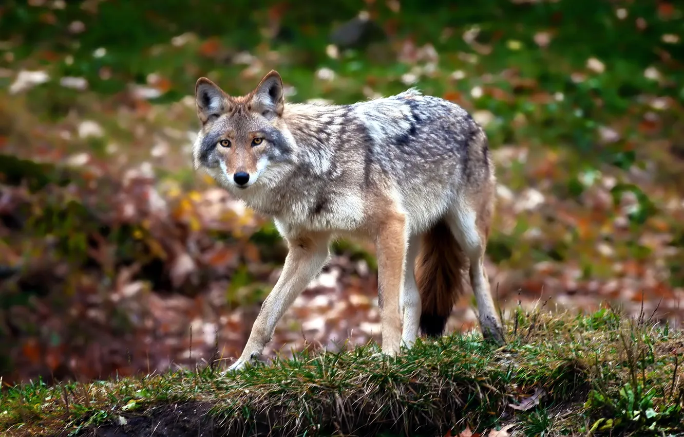 Photo wallpaper forest, nature, background, Coyote