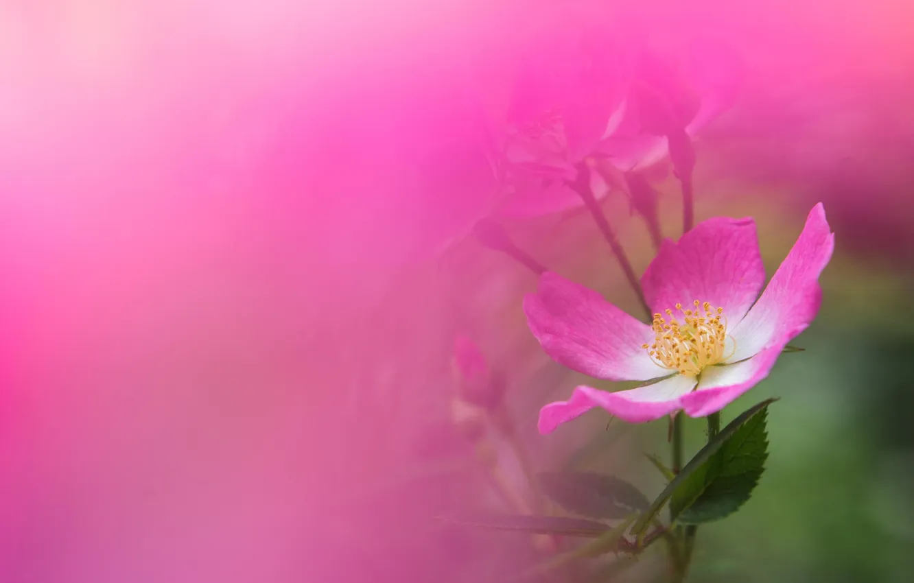 Photo wallpaper flower, macro, pink, rose, briar
