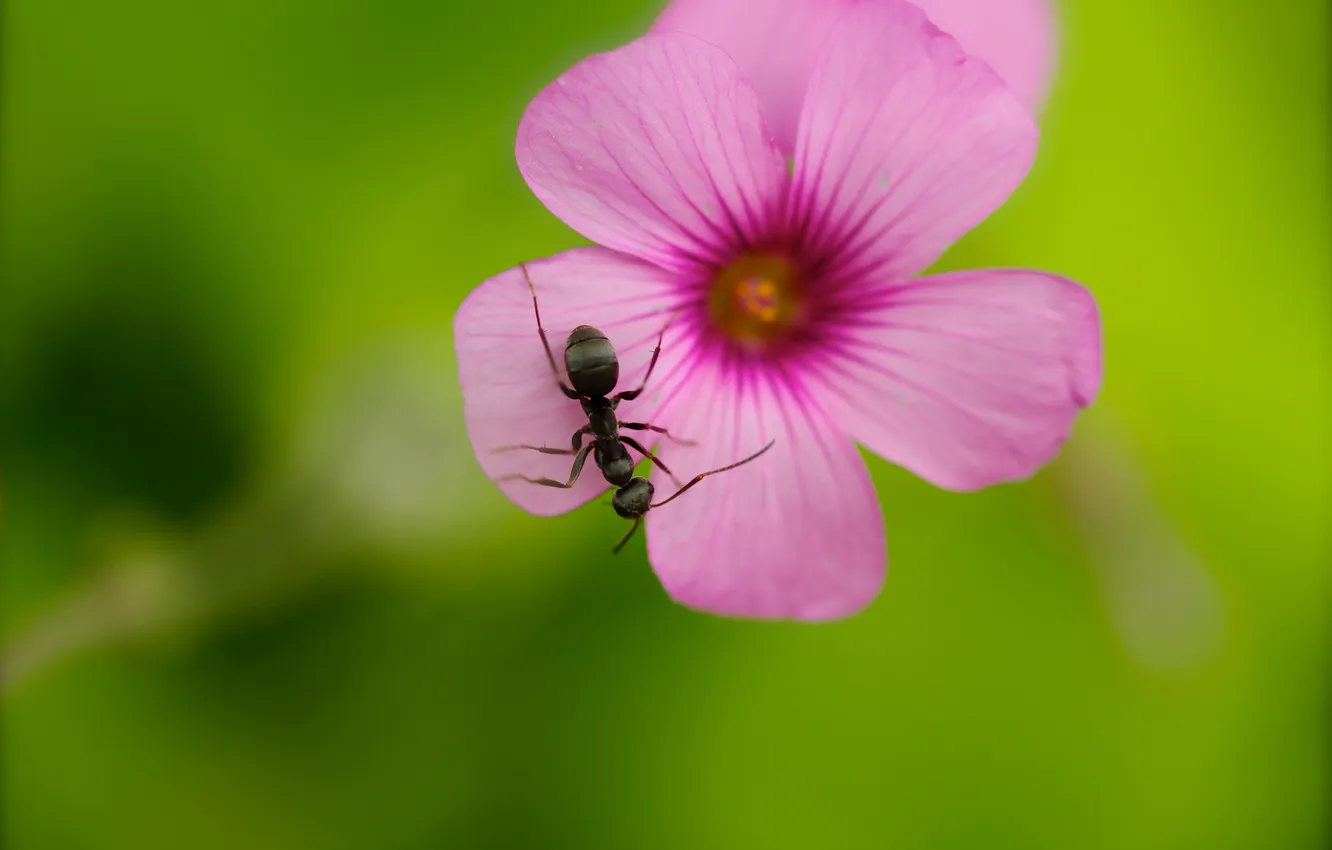 Photo wallpaper flower, pink, ant, insect