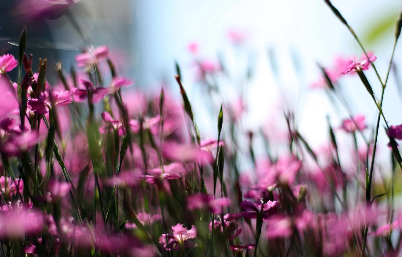 Photo wallpaper flowers, photo, stems, petals, blur