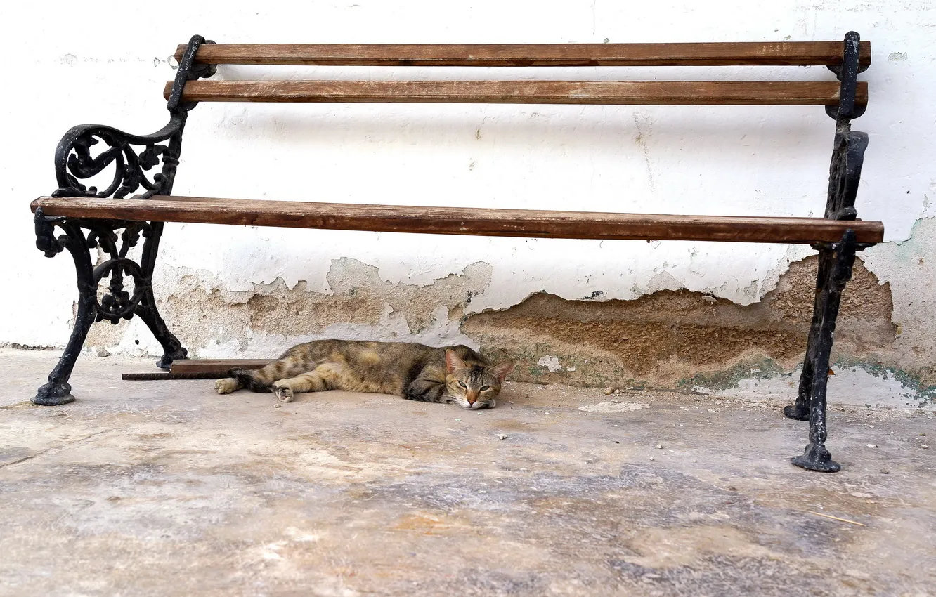 Photo wallpaper cat, look, bench