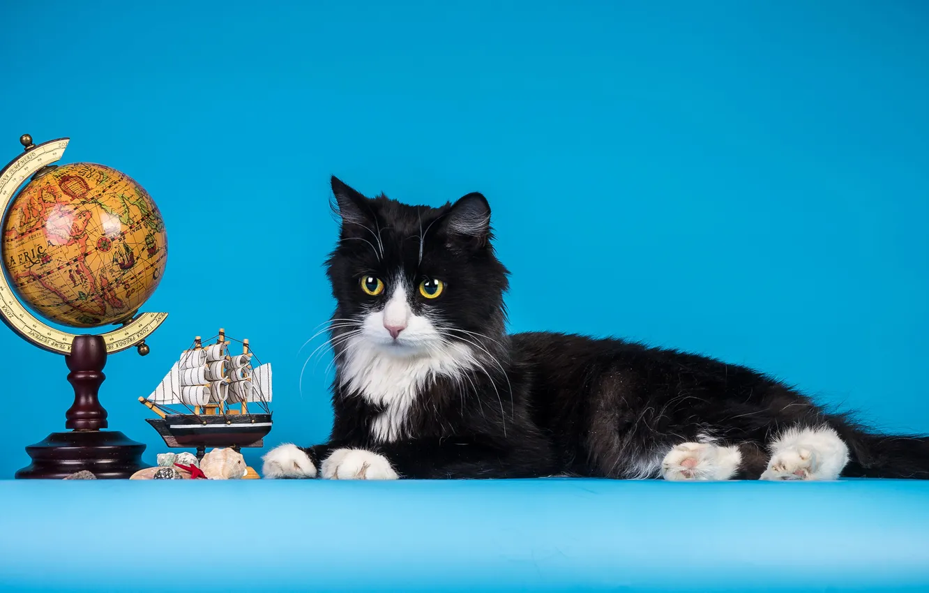 Photo wallpaper cat, Cat, boat, globe, cat, blue background